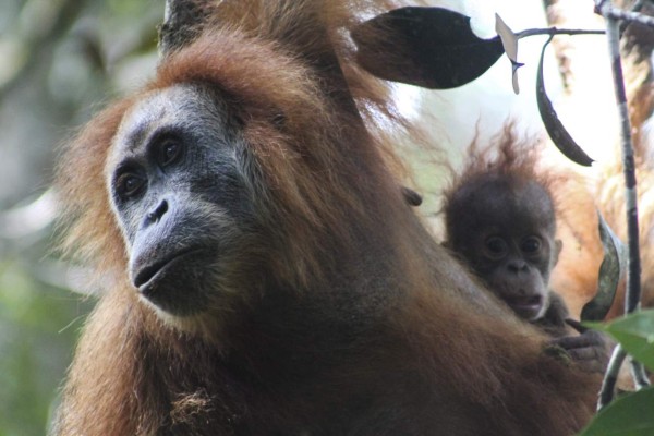 SOCP06. YAKARTA (INDONESIA), 03/11/2017. Fotografía del 26 de septiembre de 2015 cedida por el programa de conservación del orangután de Sumatra (SOCP) que muestra a un orangután de Tapanuli colgado de un árbol en Batang Toru, Tapanuli, norte de Sumatra (Indonesia). Según el SOCP, el orangután de Tapanuli es genéticamente y morfológicamente distinto de los orangutanes de Borneo (Pongo pygmaeus) y de Sumatra (Pongo abelii). EFE/James Askew/SOCP/SOLO USO EDITORIAL/NO VENTAS