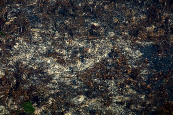 Incendios destruyeron más de 1 millón de hectáreas de bosques en Bolivia