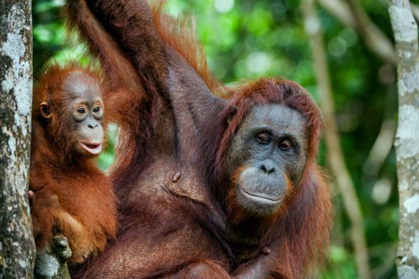 Una cría de orangután se fabrica una hamaca