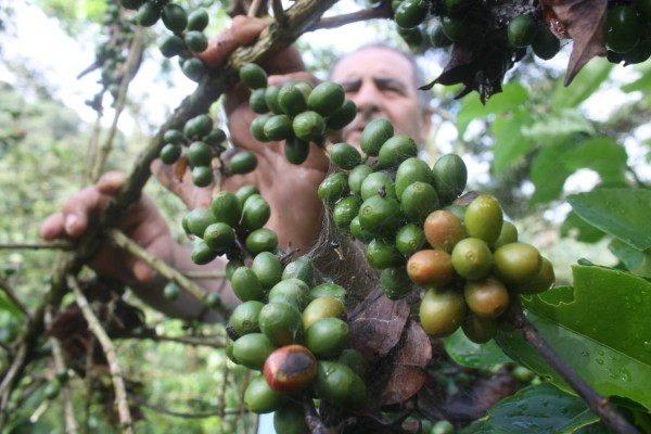 Cultivo de café en AL a merced de las plagas