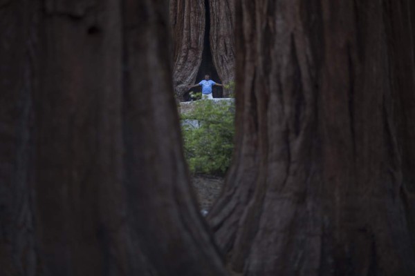 A man spreads his arms among sequoia trees at the Mariposa Grove of Giant Sequoias of giant sequoias on May 20, 2018 in Yosemite National Park, California which recently reopened after a three-year renovation project to better protect the trees that can live more than 3,000 years. / AFP PHOTO / DAVID MCNEW