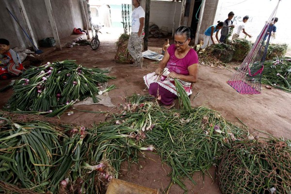 Economía de Lejamaní depende en un 70% del cultivo de cebolla