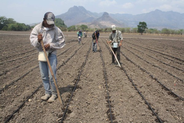 SAG asesorará a productores para adaptar siembra a ciclo de lluvias