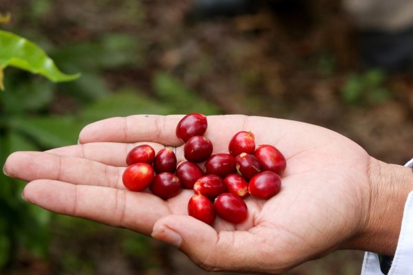 Café cultivado en Siguatepeque figura entre los mejores del mundo