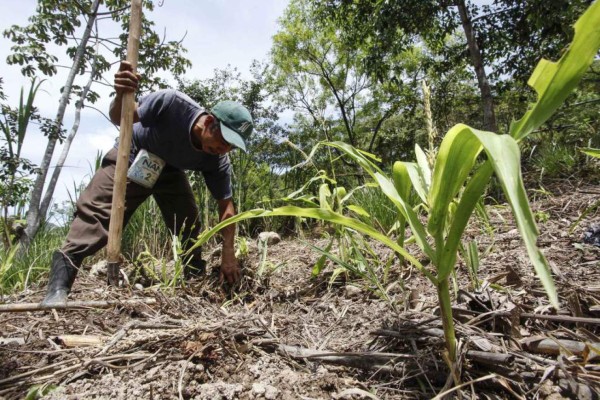 Sugieren a productores usar fertilizantes de liberación lenta