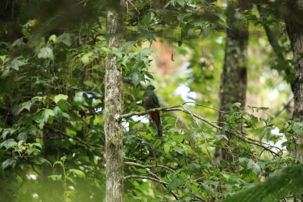 ¡Los tesoros del Cusuco! Biodiversidad en su máximo esplendor