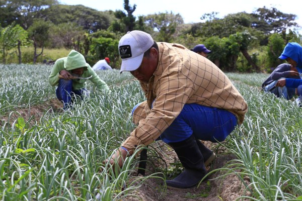 Apoyo del Banco Mundial a proyectos asciende a 288 millones de dólares