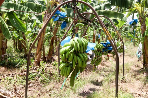 Honduras: La Lima, el corazón del valle de sula