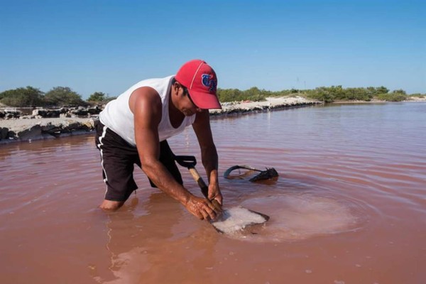 Pescadores mexicanos dejan redes para extraer sal de las charcas en Yucatán