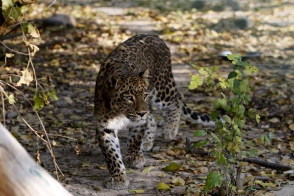 India: Leopardo mata a un monje que meditaba en un bosque