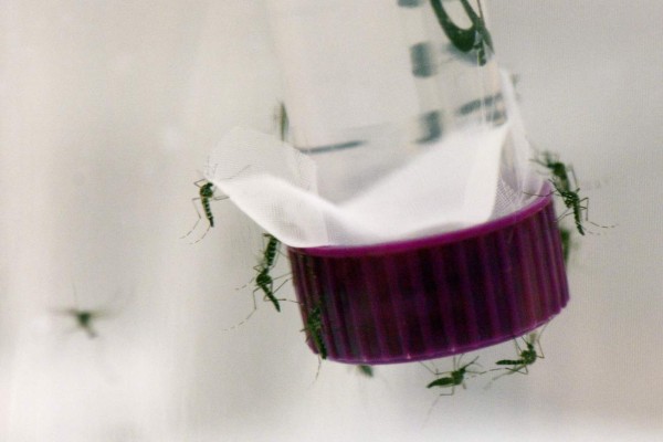 GRA371. VIENA, 02/02/2016.- Fotografía facilitada por la OIEA de un recipiente con insectos esterilizados en el labortatorio del OIEA en Seibersdorf, en las afueras de Viena. El OIEA, la agencia atómica de la ONU, espera trasladar a Brasil su técnica del insecto estéril (SIT, en sus siglas en inglés) 'lo antes posible' para reducir la población del mosquito 'Aedes aegypti' que trasmite el virus del Zika. La Organización Mundial de la Salud (OMS) declaró el lunes el virus Zika como una emergencia sanitaria de alcance internacional, cuyos síntomas son fiebre, dolor de articulaciones o sarpullidos y está vinculado con el nacimiento de niños con microcefalia. EFE/Dean Calma ***SOLO USO EDITORIAL***