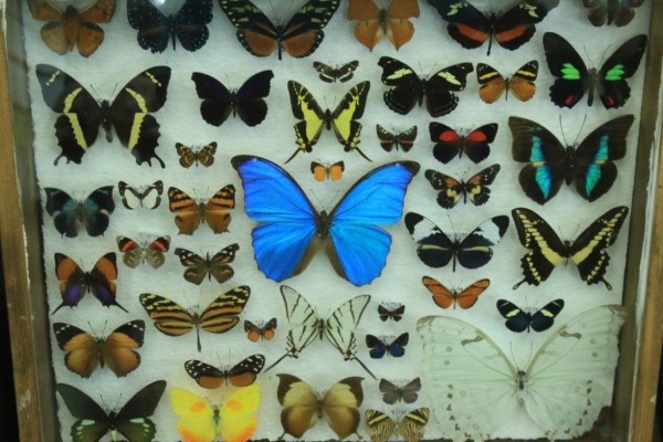 Lago de Yojoa será sede del primer festival de Mariposas