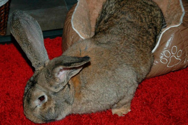 United Airlines en aprietos por muerte de conejo gigante durante un vuelo