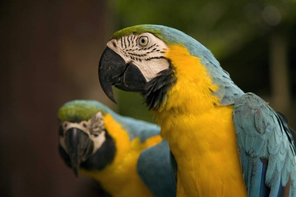 Amazonas, el tour de un hondureño