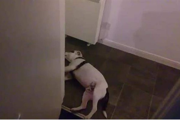 Video de perro que finge su muerte ante 'ataque' de su amo