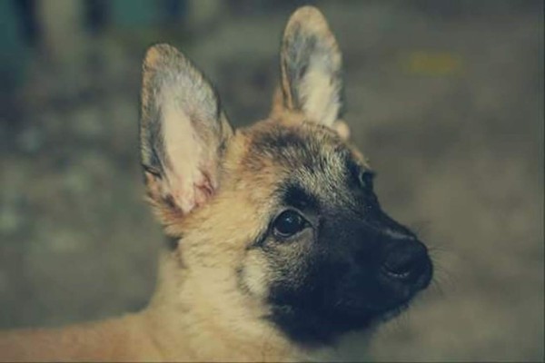 Día Internacional del perro: Cibernautas comparten fotografías de sus mascotas