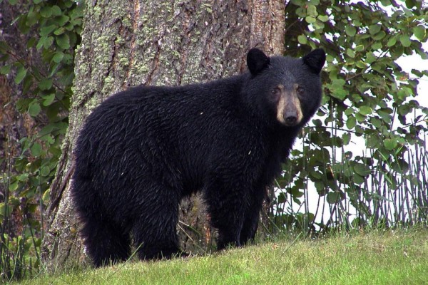 Un oso genera alboroto en el centro de Ottawa