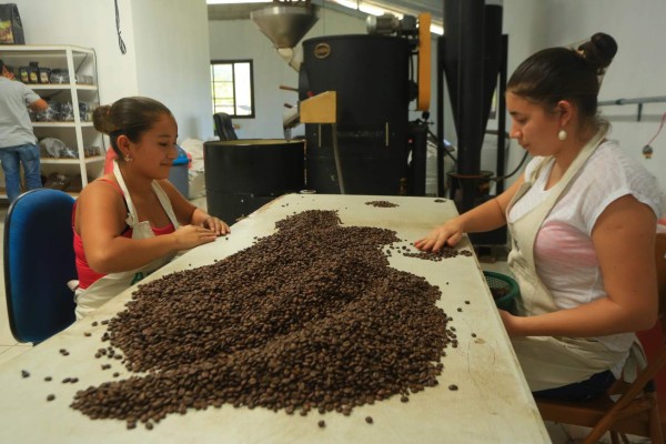 Hasta en Ucrania venden café productores de Corquín, Copán