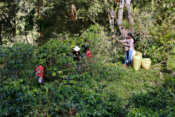 Cosecha de café se recuperará en más de 300 mil quintales