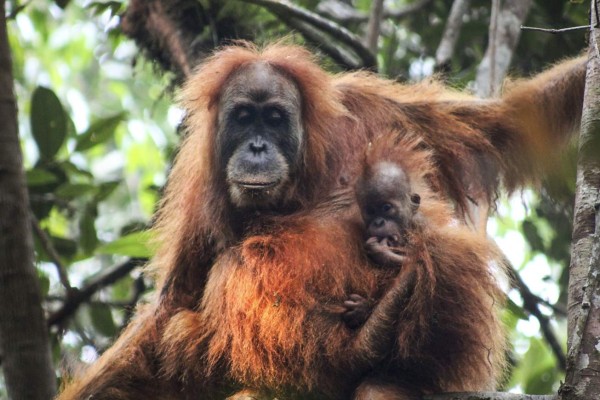 SOCP06. YAKARTA (INDONESIA), 03/11/2017. Fotografía del 2 de septiembre de 2015 cedida por el programa de conservación del orangután de Sumatra (SOCP) que muestra a un orangután de Tapanuli colgado de un árbol en Batang Toru, Tapanuli, norte de Sumatra (Indonesia). Según el SOCP, el orangután de Tapanuli es genéticamente y morfológicamente distinto de los orangutanes de Borneo (Pongo pygmaeus) y de Sumatra (Pongo abelii). EFE/James Askew/SOCP/SOLO USO EDITORIAL/NO VENTAS