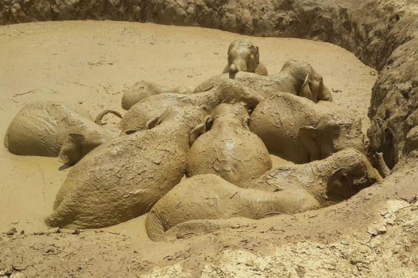 Salvan 11 elefantes atrapados en un cráter de bomba en Camboya  