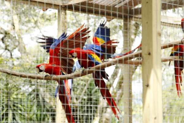 Algarabía en Copán tras liberación de 12 guaras rojas