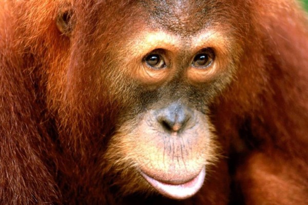 Orangután no quiso separarse de su peluche en su viaje a Chile
