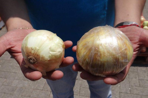 Decomisan cocaína 'disfrazada' de cebollas en Chile