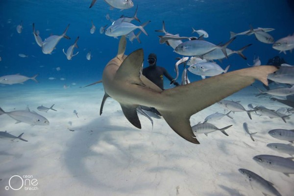 Video: Esposos nadan entre tiburones de 4 metros sin protección