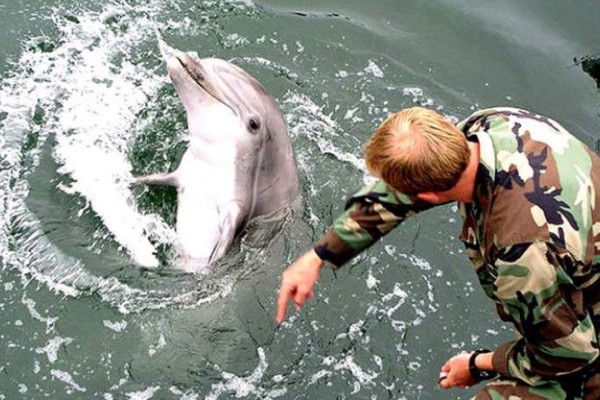 Rusia y Ucrania se disputan delfines entrenados para combate