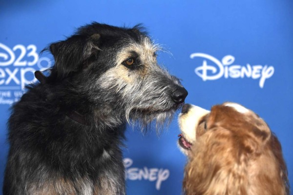 ANAHEIM, CALIFORNIA - AUGUST 23: Lady and the Tramp attend D23 Disney + event at Anaheim Convention Center on August 23, 2019 in Anaheim, California. Frazer Harrison/Getty Images/AFP
