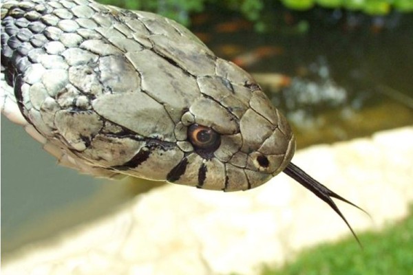 Entérate por qué las serpientes sacan la lengua