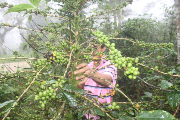 Productores de café de Honduras enfrentan crisis alimentaria por la roya