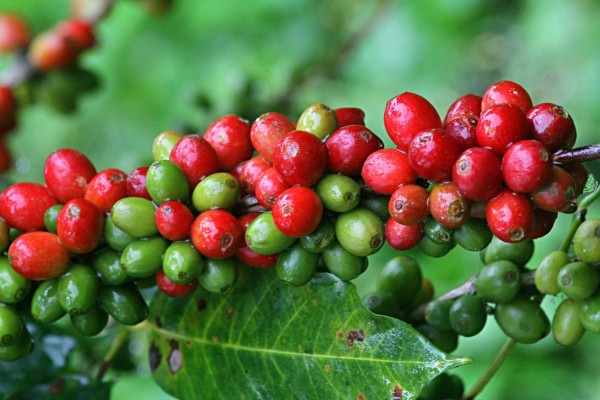 Santa Rosa de Copán, la capital del buen café