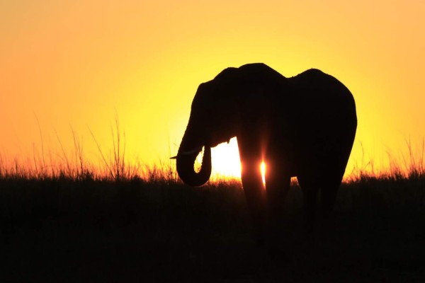 Elephant Africa silhouette sunset grass sun orange