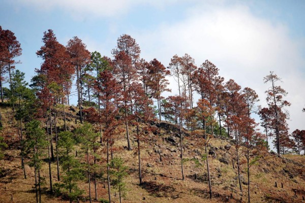 Cortan 15,000 pinos al día plagados del gorgojo descortezador solo en Tegucigalpa