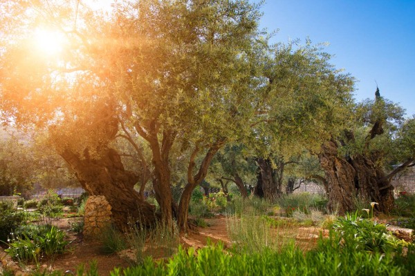 El Monte de los Olivos, testigo de la historia de Jerusalén