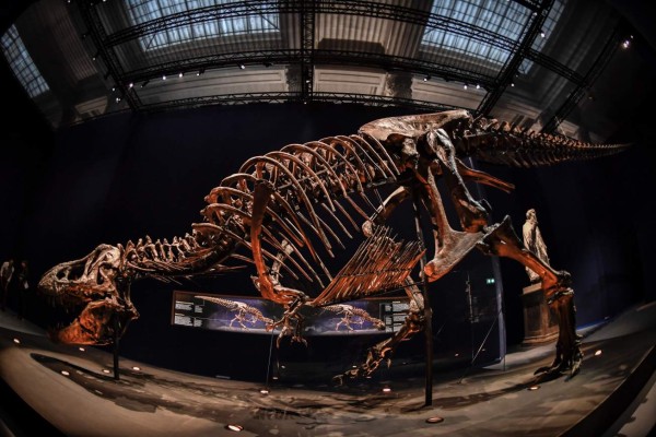 A picture taken on June 1, 2018 shows a skeleton of a Tyrannosaurus Rex dinosaur displayed at the French National Museum of Natural History situated in the Jardin de Plantes botanical garden in Paris, ahead of the exhibition 'A T Rex in Paris'.The 67-million-year-old skeleton, discovered in 2013 in the USA is one of the most complete Tyrannosaurus Rex skeletons in the world. / AFP PHOTO / STEPHANE DE SAKUTIN