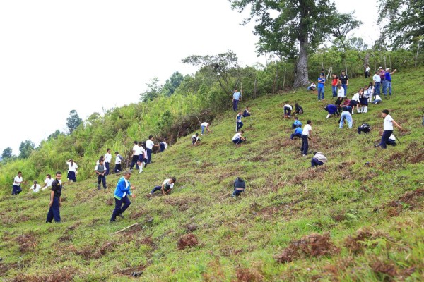 Inicia programa para reforestar El Merendón en San Pedro Sula