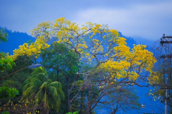 Con su espectacular floración, árboles de San Juan embellecen San Pedro Sula