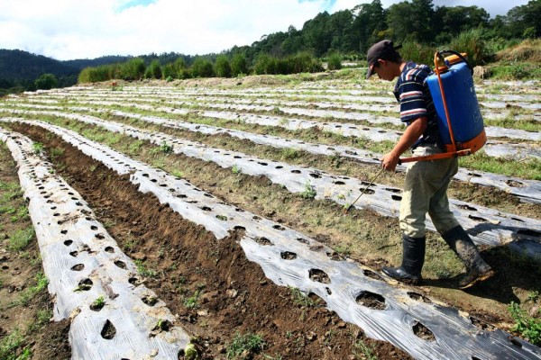 Sector agrícola de Honduras recibirá L4,000 millones