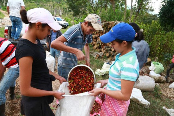 Por precios, cafetaleros no recuperan inversiones