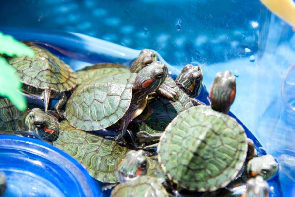 small turtles are sold in the market as pets.