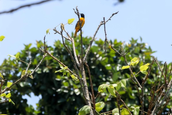 Exuberante vida silvestre y belleza natural