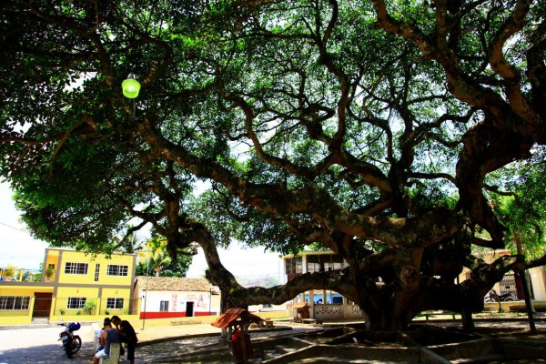 Ceguaca es historia tejida en junco