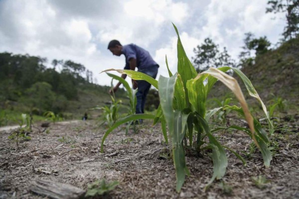 Agricultores piden declarar emergencia nacional por sequía