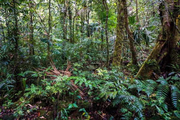 El bosque más nublado de Centroamérica es un poderoso almacén de carbono