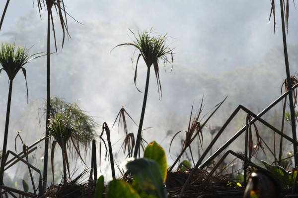 Presencia del narcotráfico causa deforestación en Centroamérica