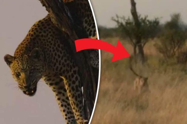 Actor de Harry Potter es atacado por un leopardo en selva africana