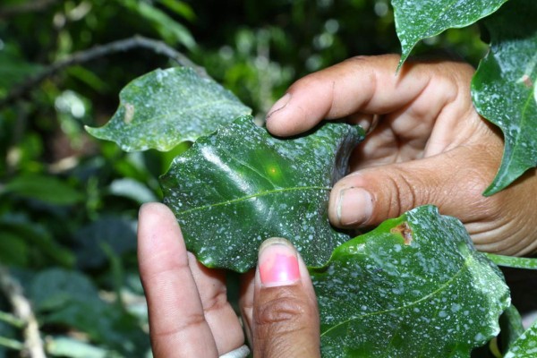 Honduras salva su café de la roya gracias a modelo usado en Colombia